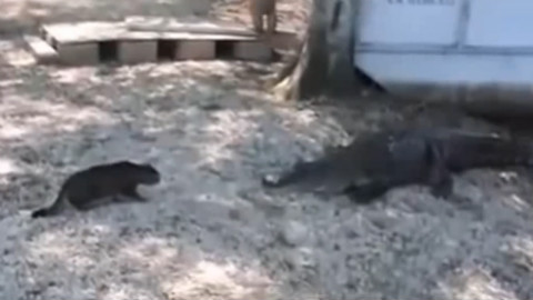 猫不如狗?除了欺负汪星人!猫咪也能看家护院保护小孩勇斗鳄鱼!